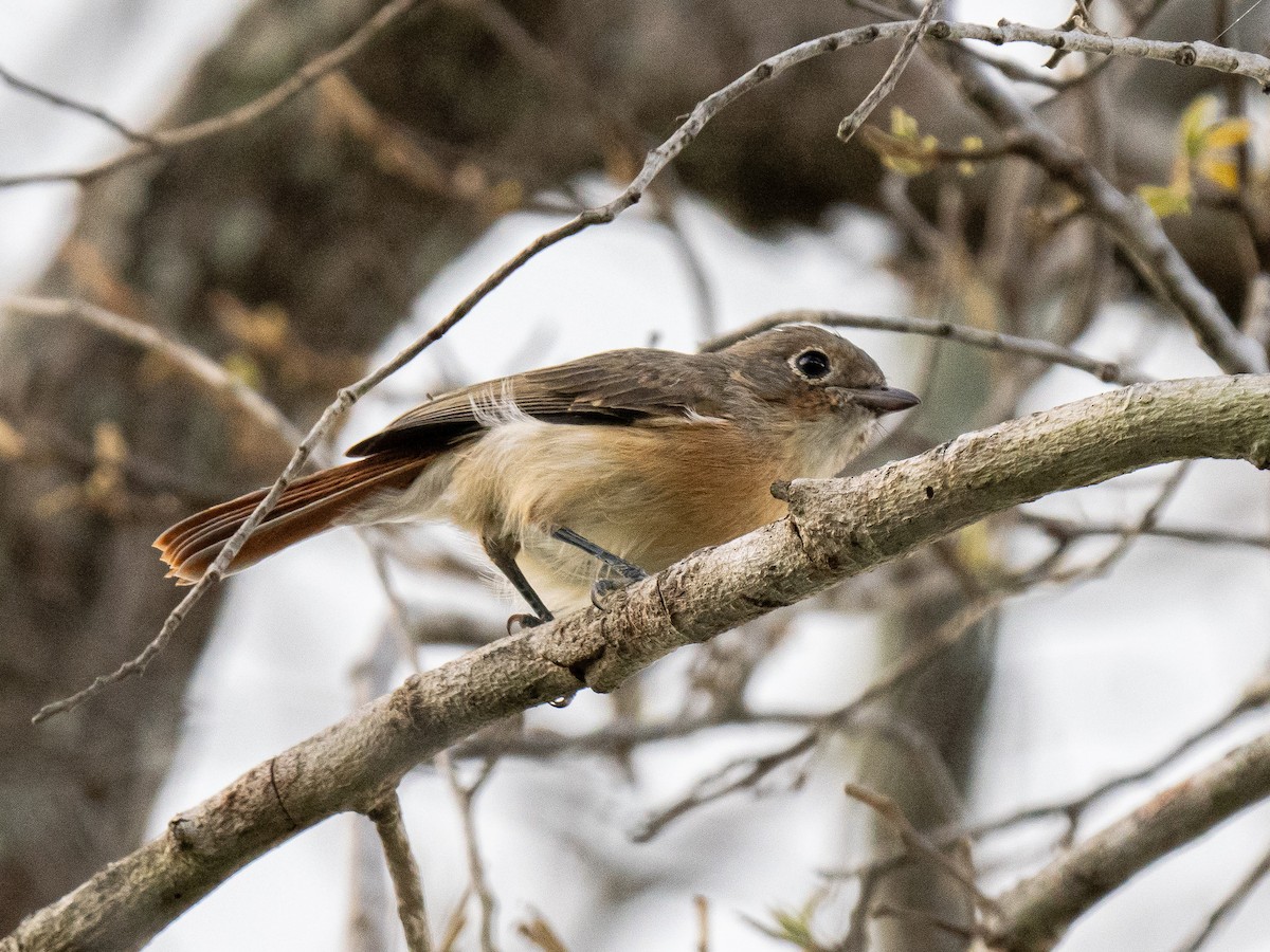 Red-tailed Vanga - ML628076670