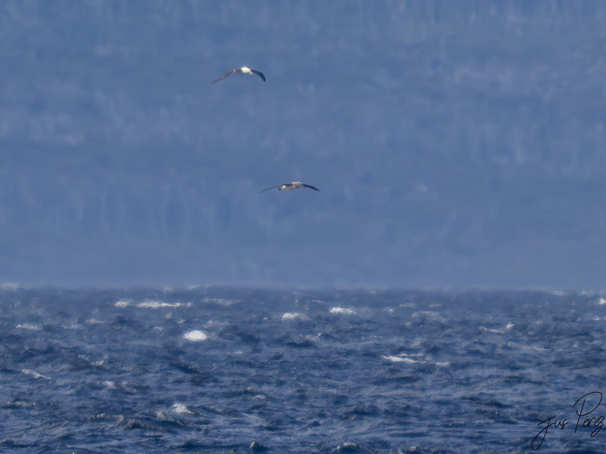 Gray-headed Albatross - ML628076684