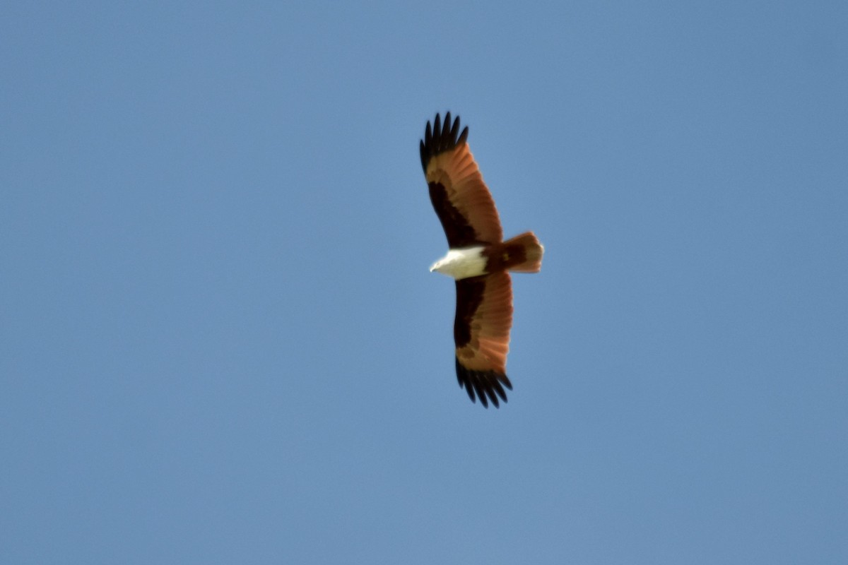 栗鳶 - ML628076712