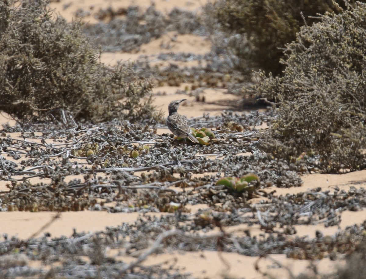 Cape Long-billed Lark (Cape) - ML628076717