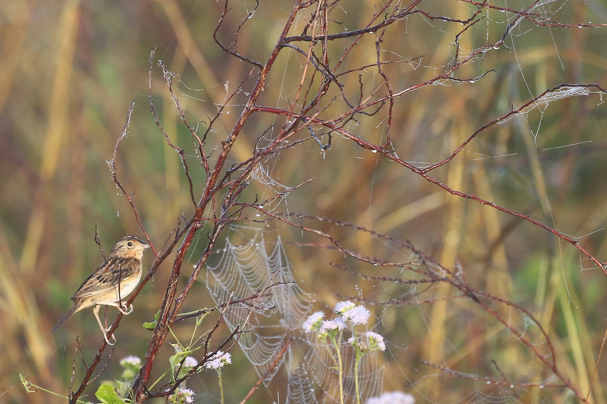 Grasshopper Sparrow - ML628076739