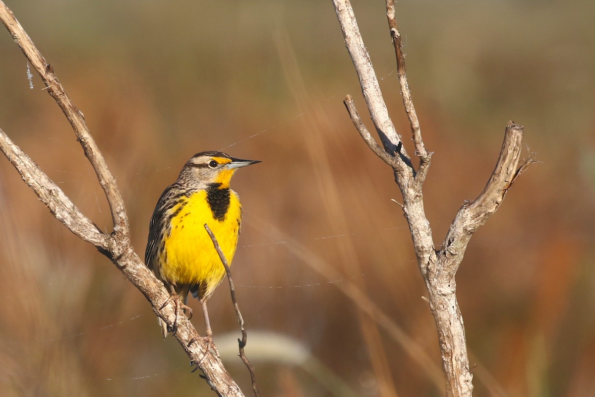 Eastern Meadowlark - ML628076741