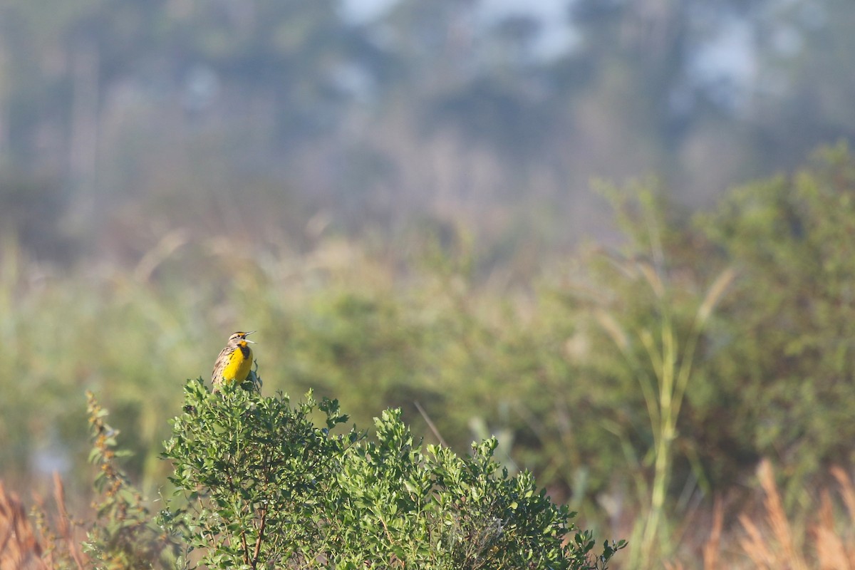 Eastern Meadowlark - ML628076742