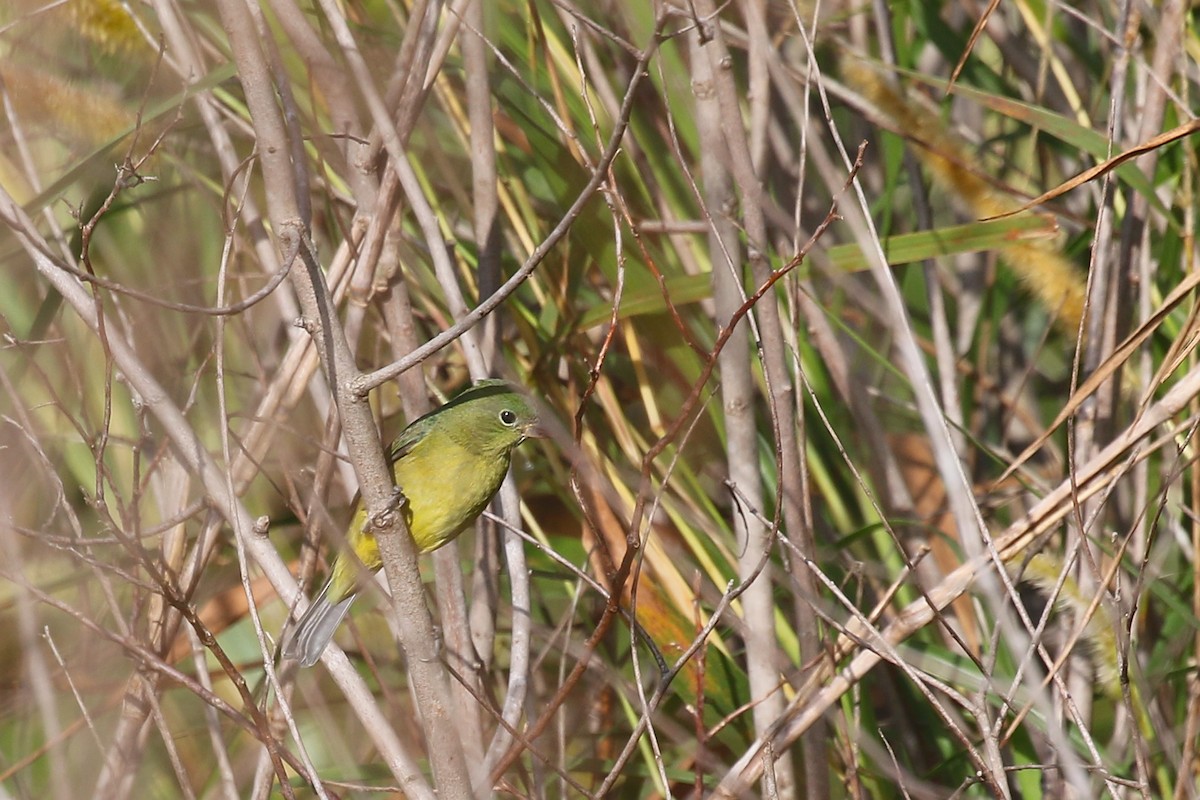 Painted Bunting - ML628076765