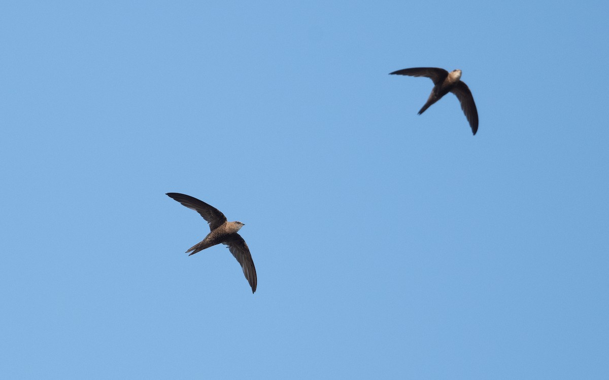 Forbes-Watson's Swift - ML628076770