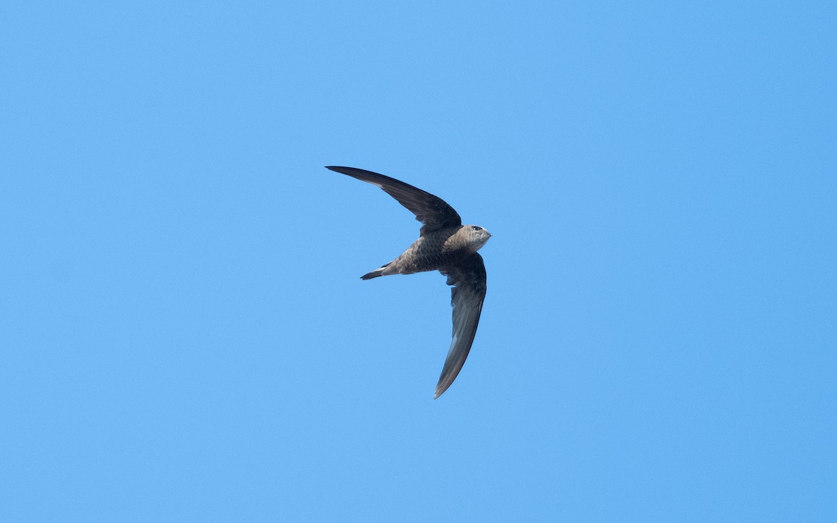 Forbes-Watson's Swift - ML628076771