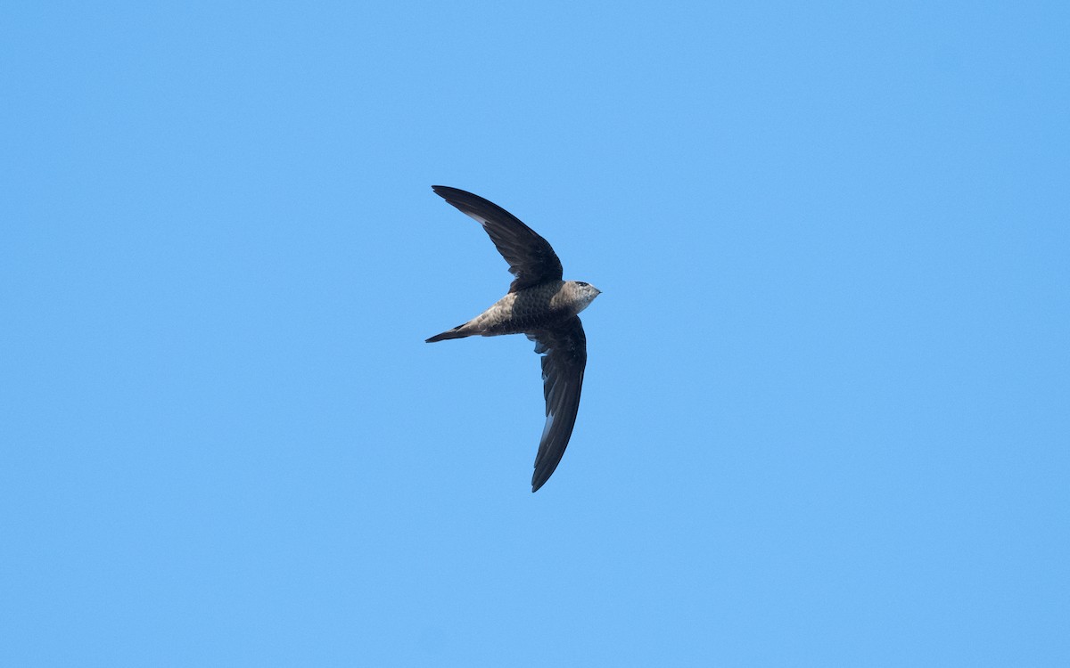 Forbes-Watson's Swift - ML628076773