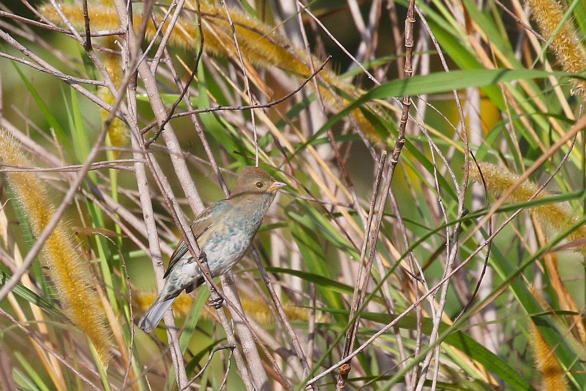 Indigo Bunting - Jelmer Poelstra