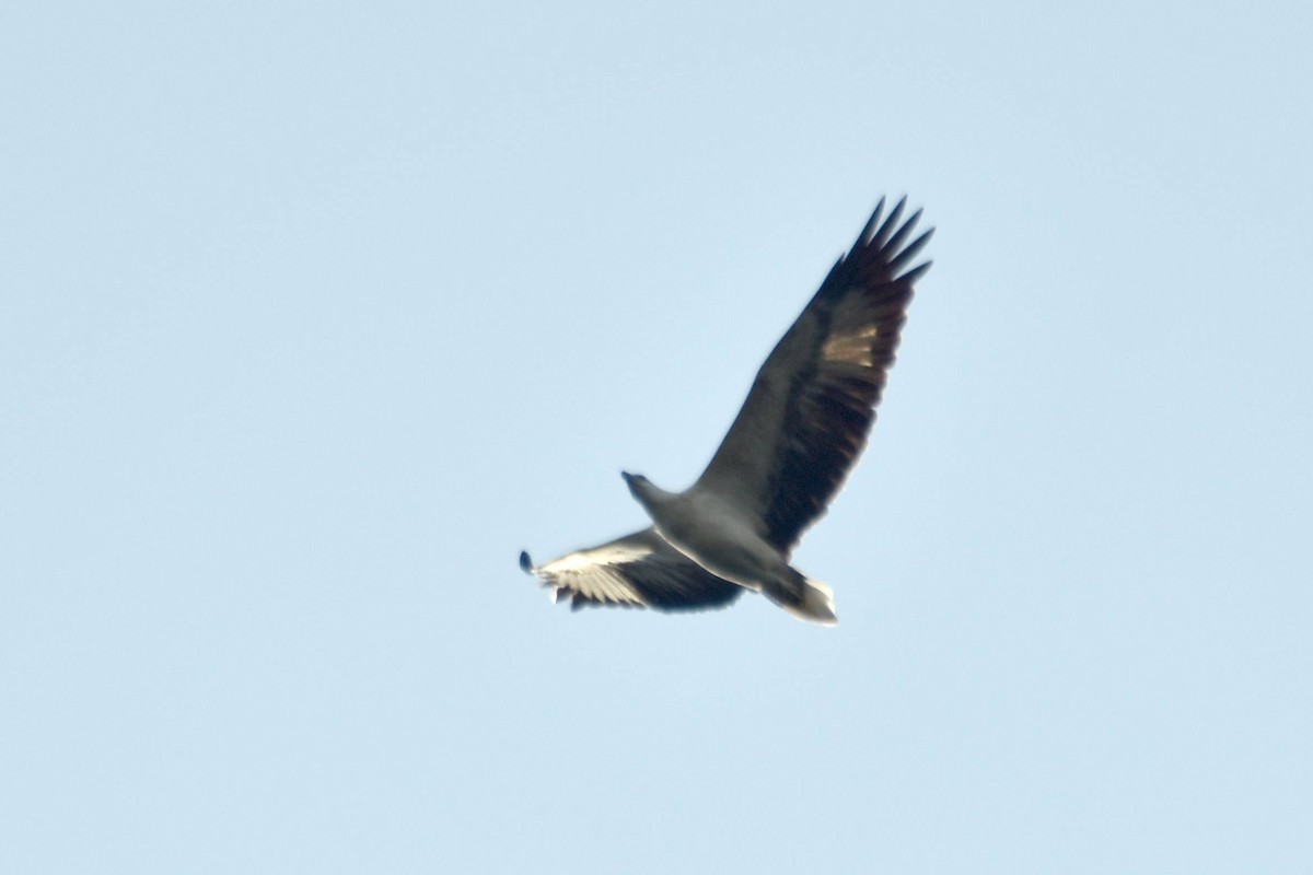 White-bellied Sea-Eagle - ML628076776