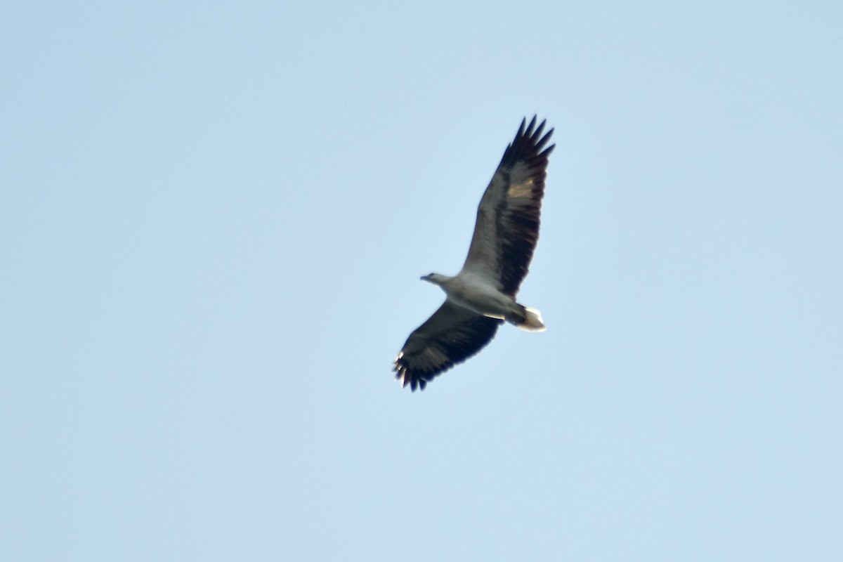 White-bellied Sea-Eagle - ML628076777