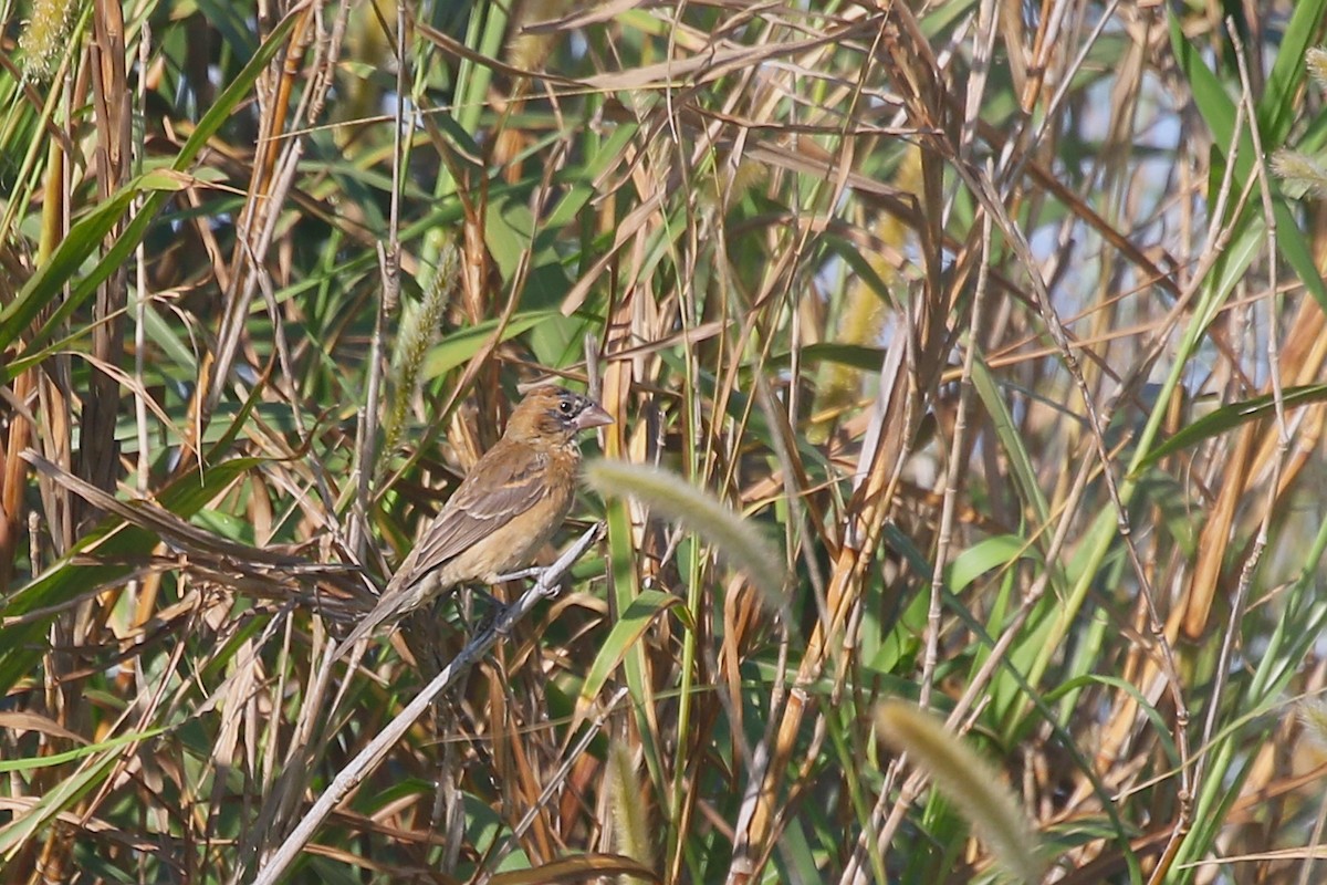 Blue Grosbeak - ML628076779