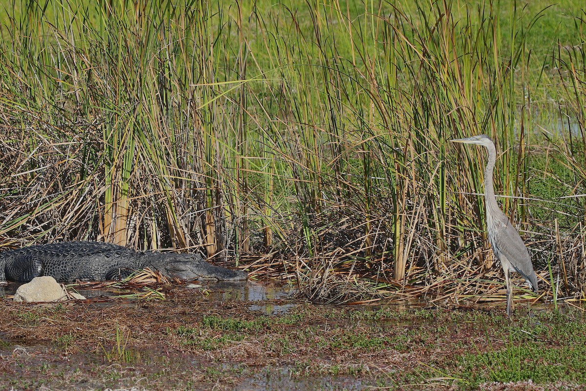 Great Blue Heron (Great Blue) - Jelmer Poelstra