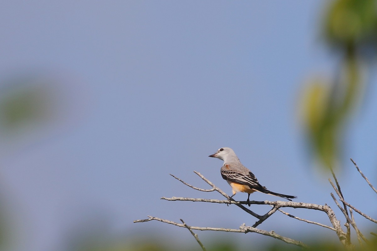 Scissor-tailed Flycatcher - Jelmer Poelstra