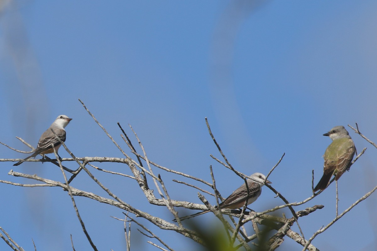 Scissor-tailed Flycatcher - Jelmer Poelstra