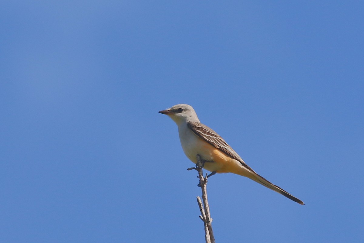 Scissor-tailed Flycatcher - ML628076786