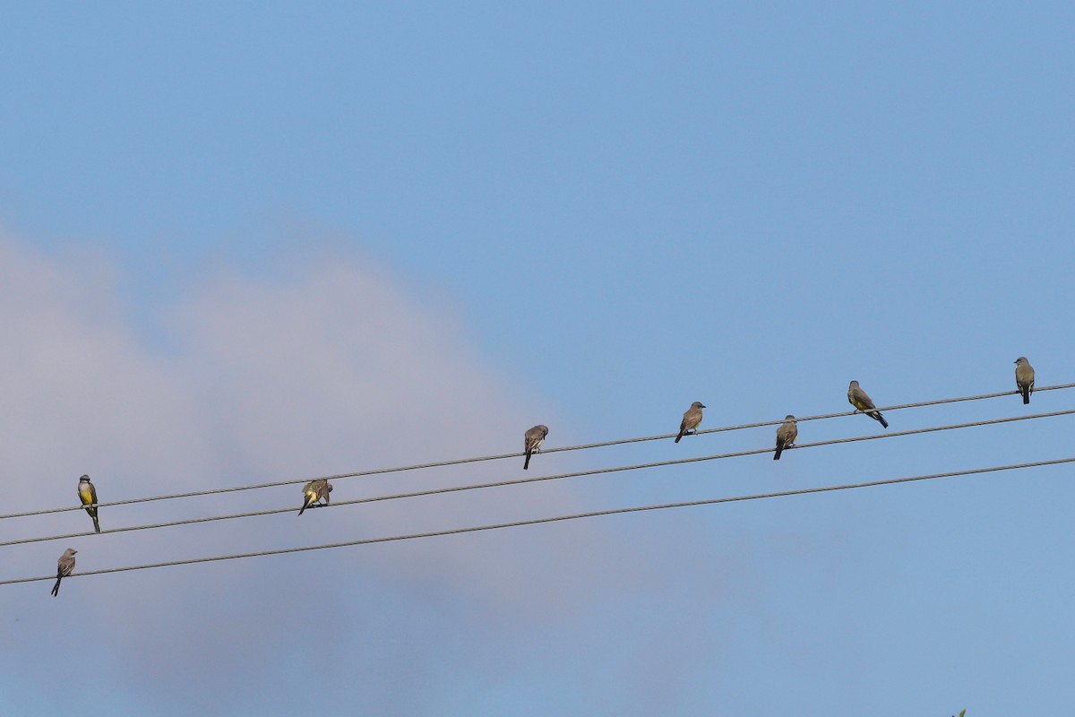 Western Kingbird - ML628076789
