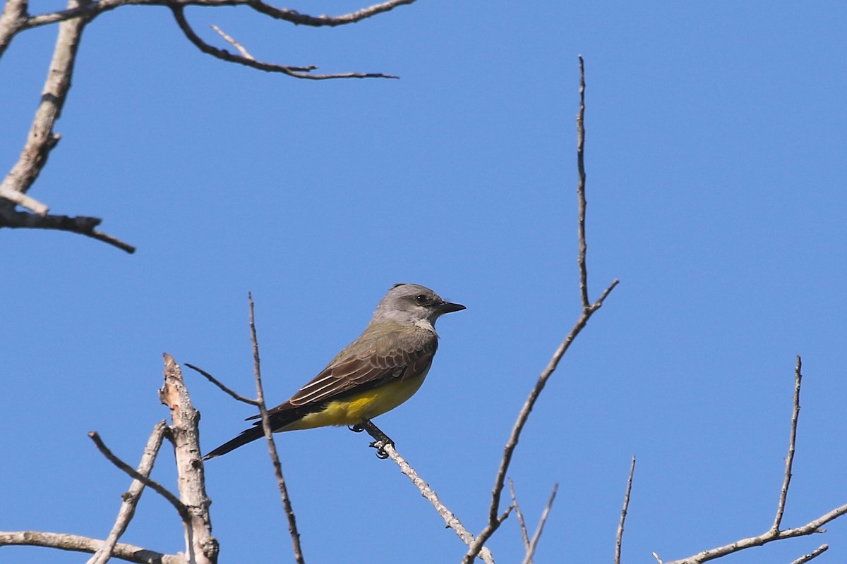 Western Kingbird - Jelmer Poelstra