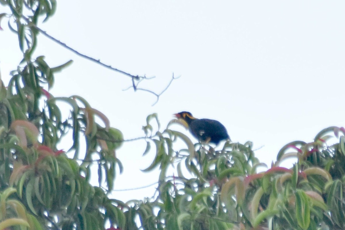 Common Hill Myna - ML628076803