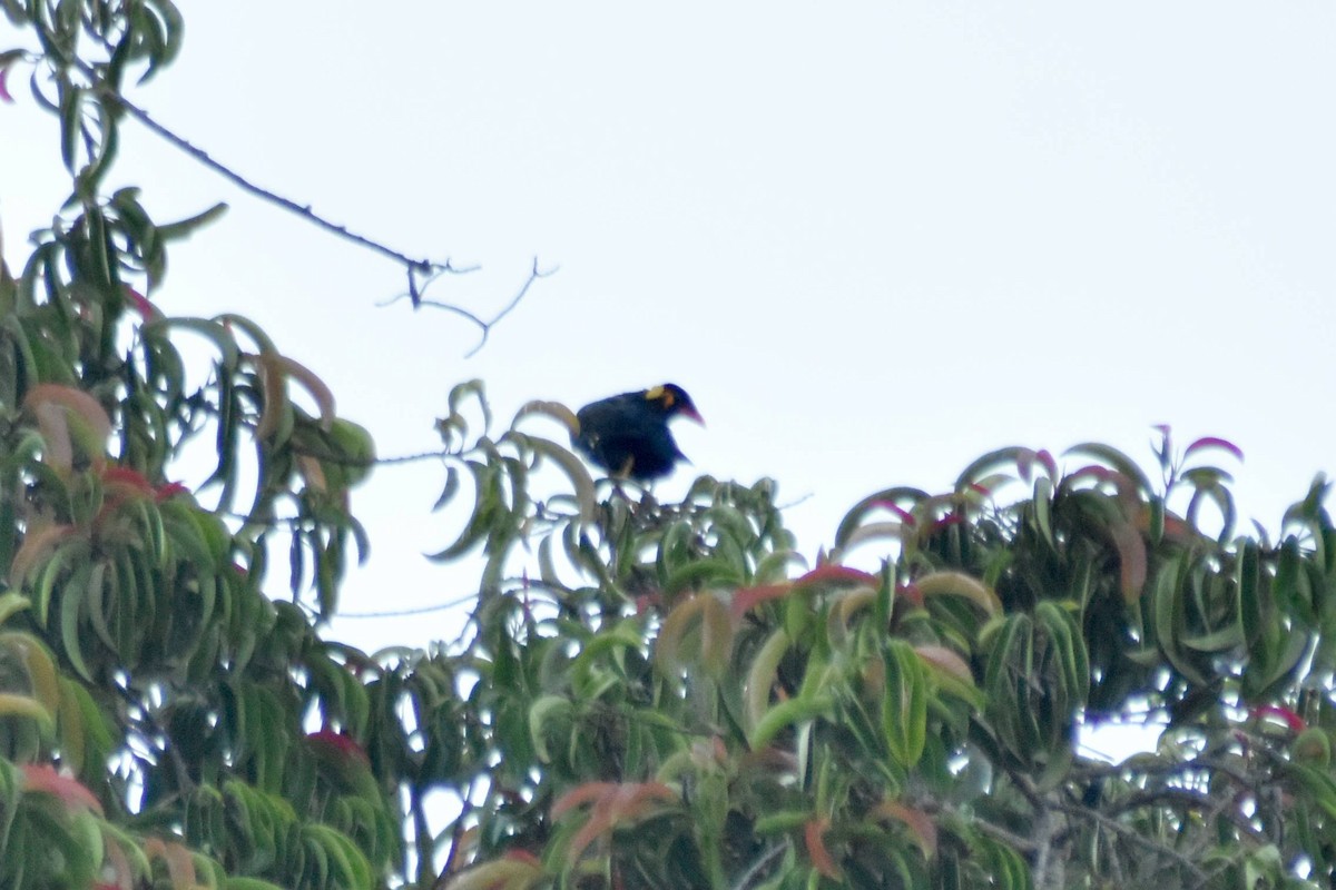 Common Hill Myna - ML628076804