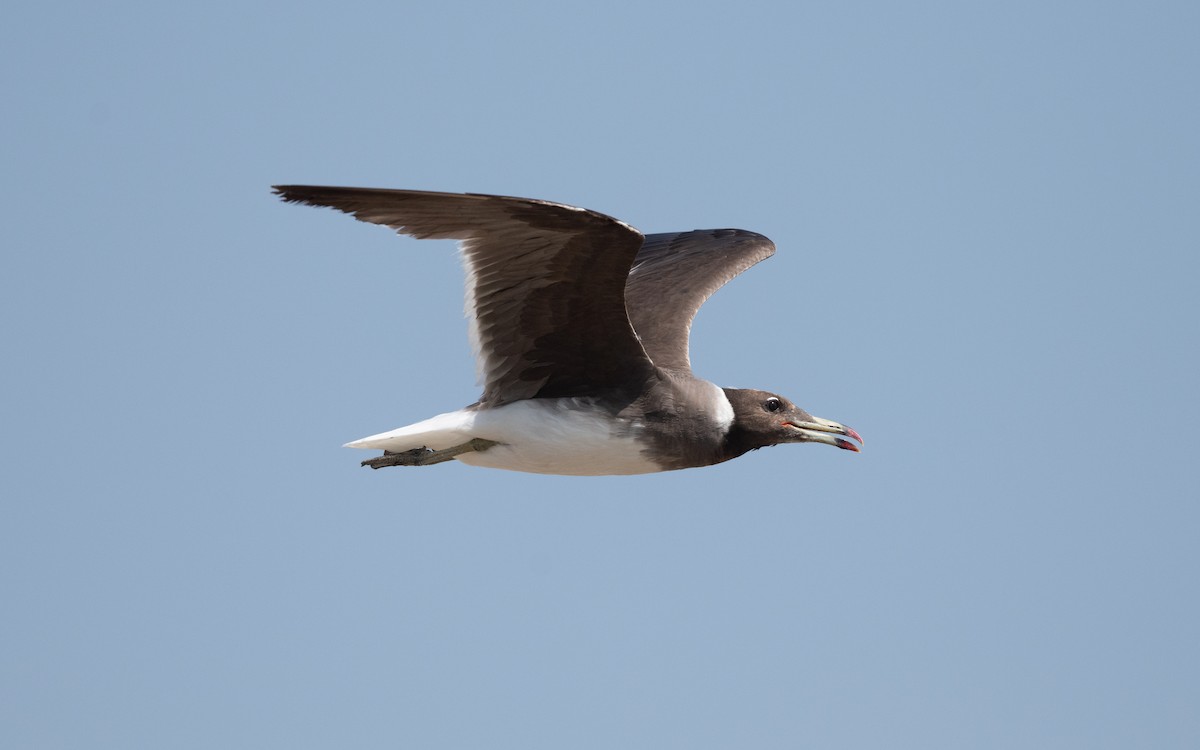 Sooty Gull - ML628076866