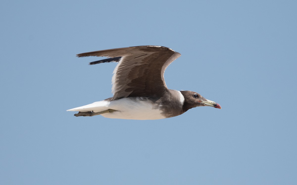 Sooty Gull - ML628076867