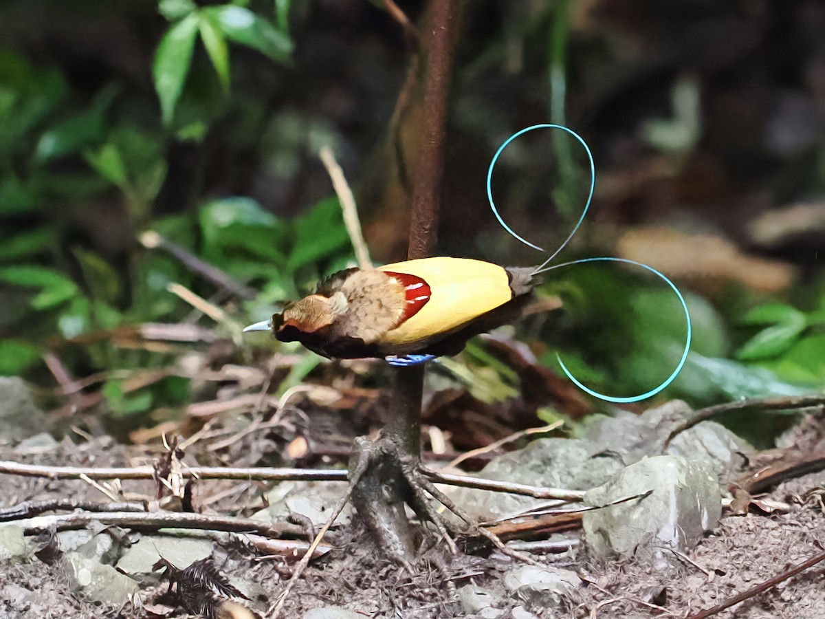 Magnificent Bird-of-Paradise - ML628076889
