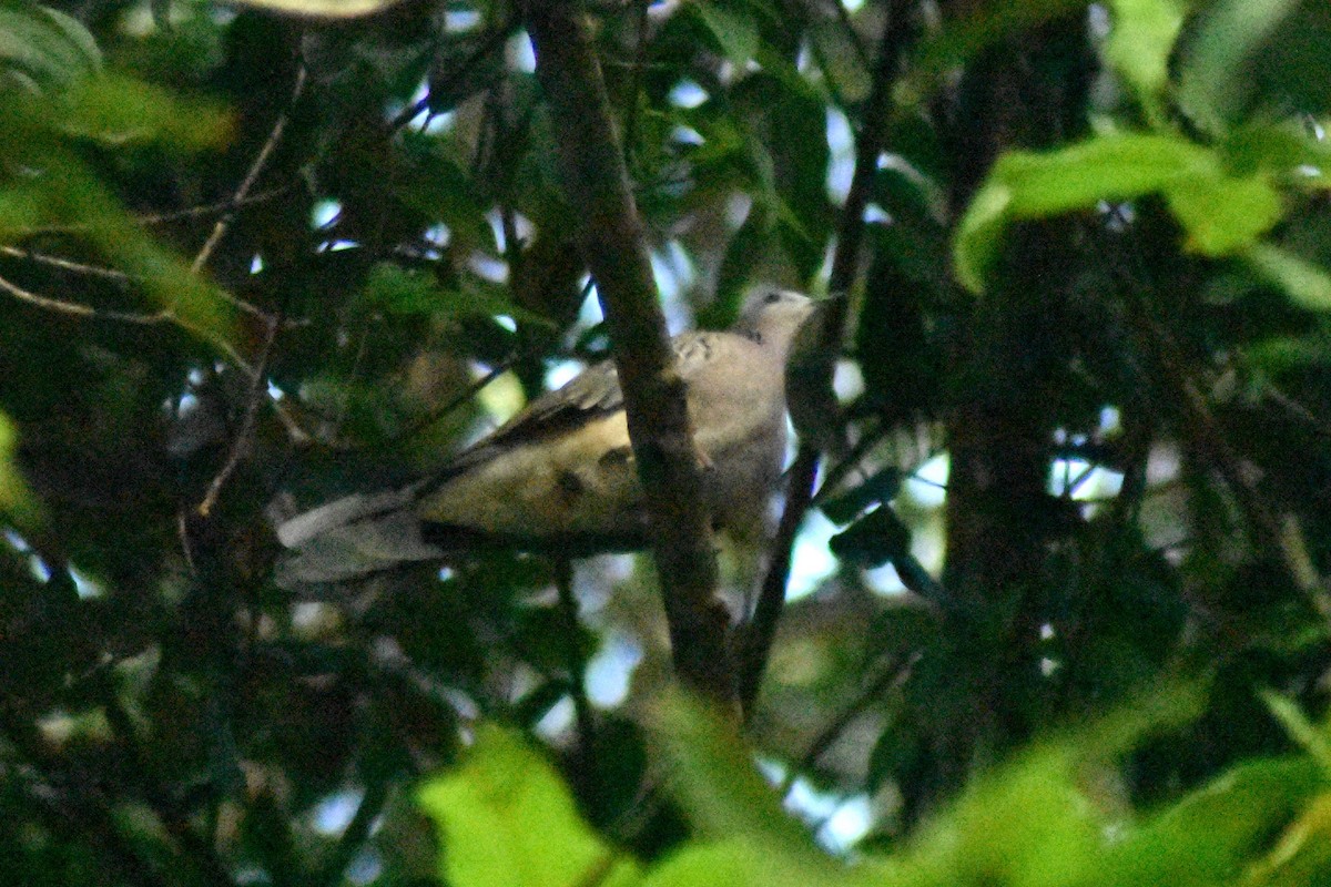 Spotted Dove - ML628076890