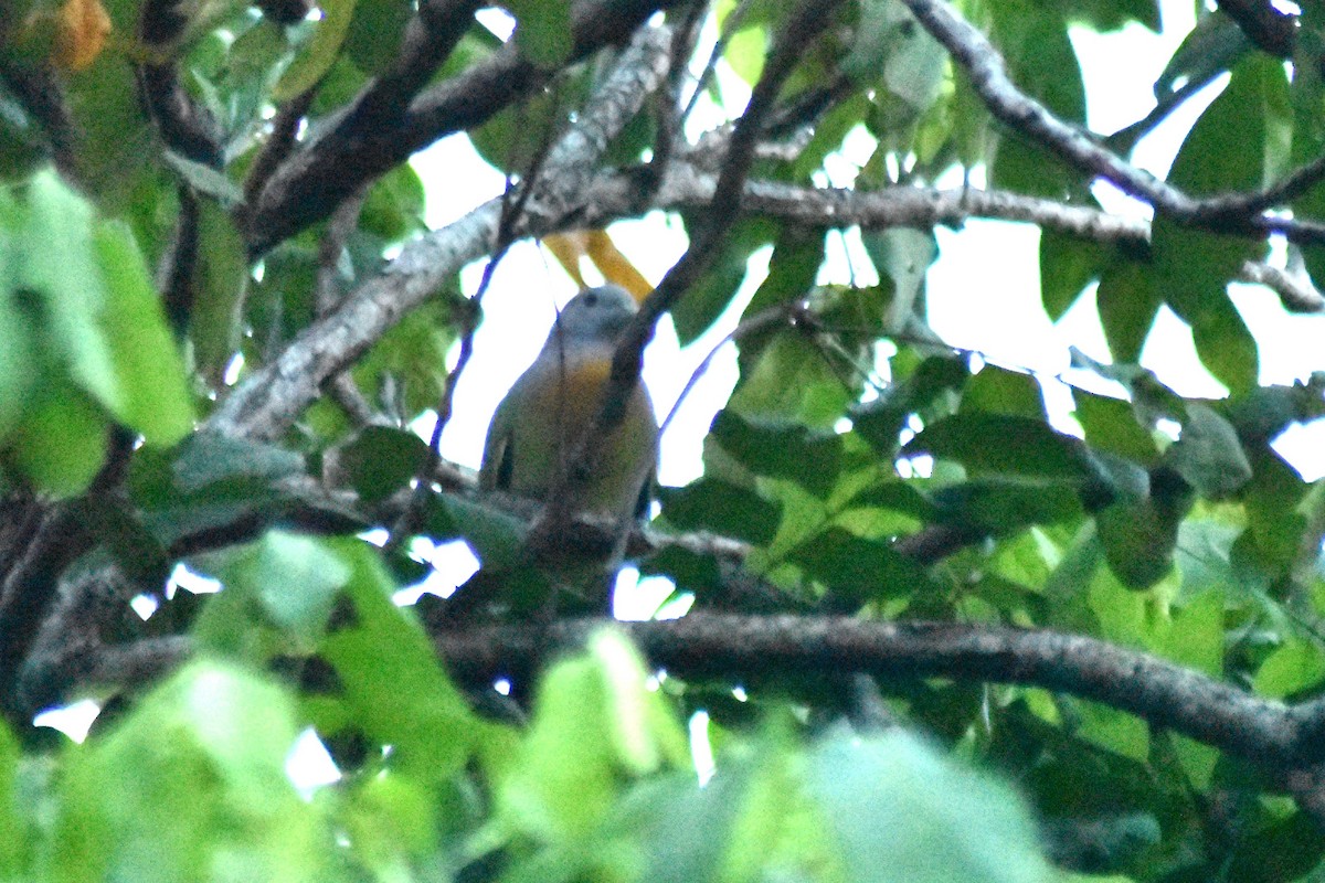 Pink-necked Green-Pigeon - ML628076891