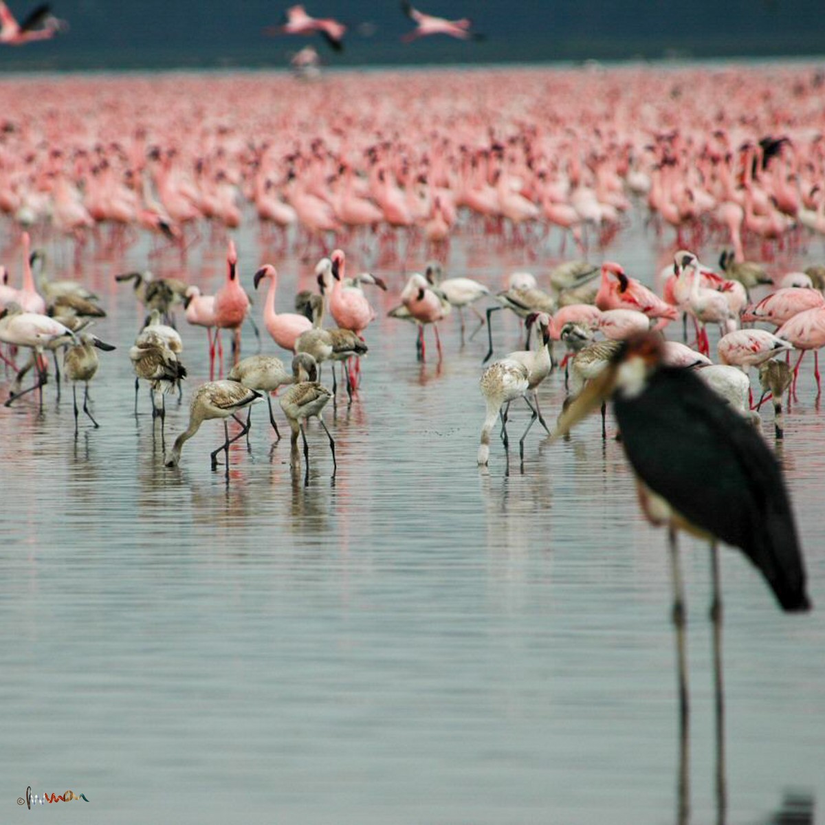 dvergflamingo - ML628076896