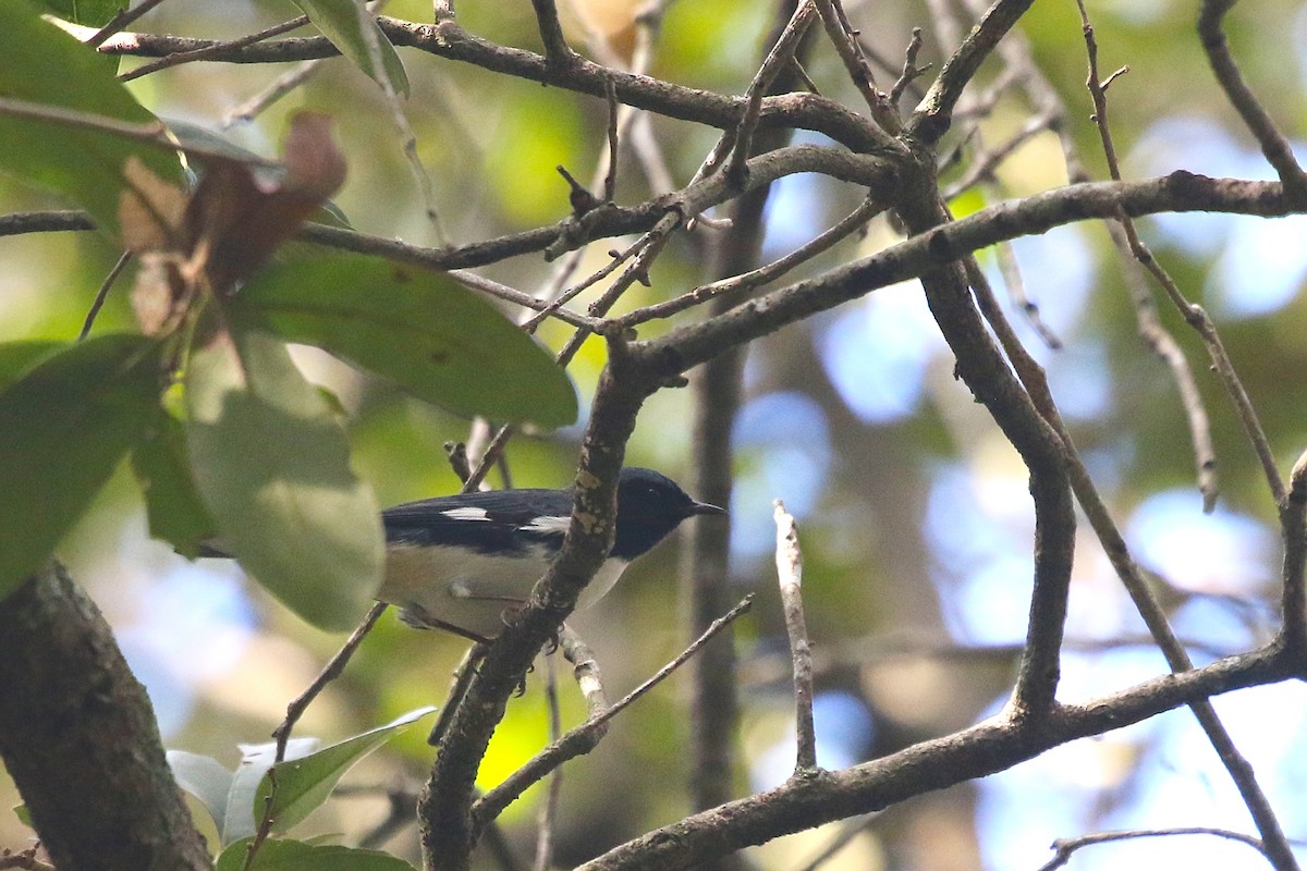 Black-throated Blue Warbler - Jelmer Poelstra
