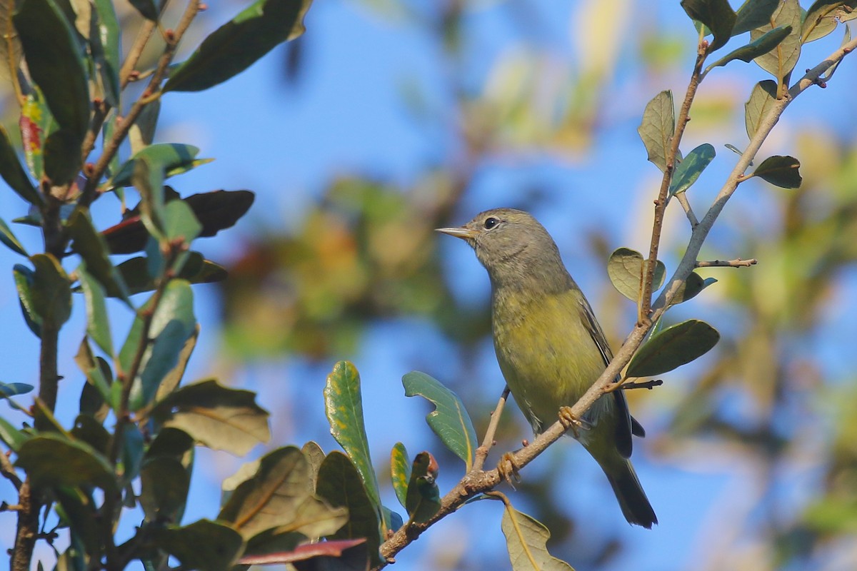 Orange-crowned Warbler - ML628076909