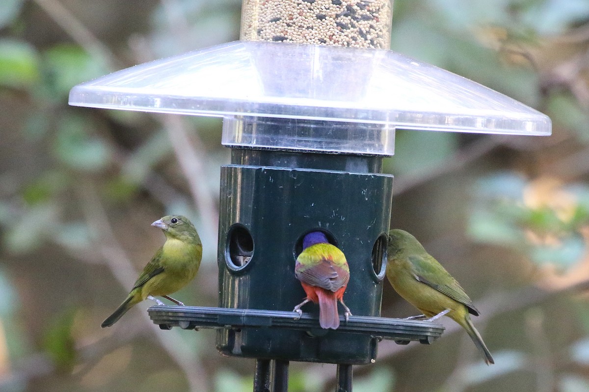Painted Bunting - ML628076914