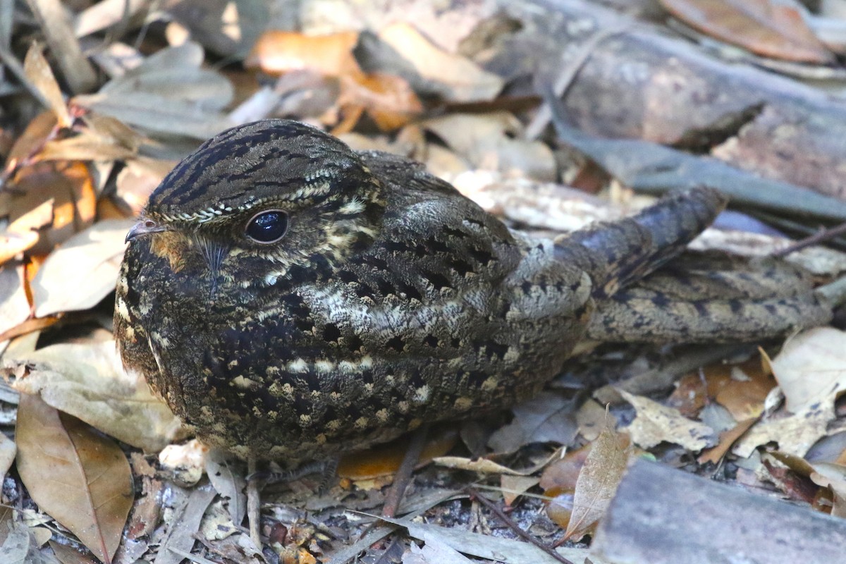 Chuck-will's-widow - ML628076923