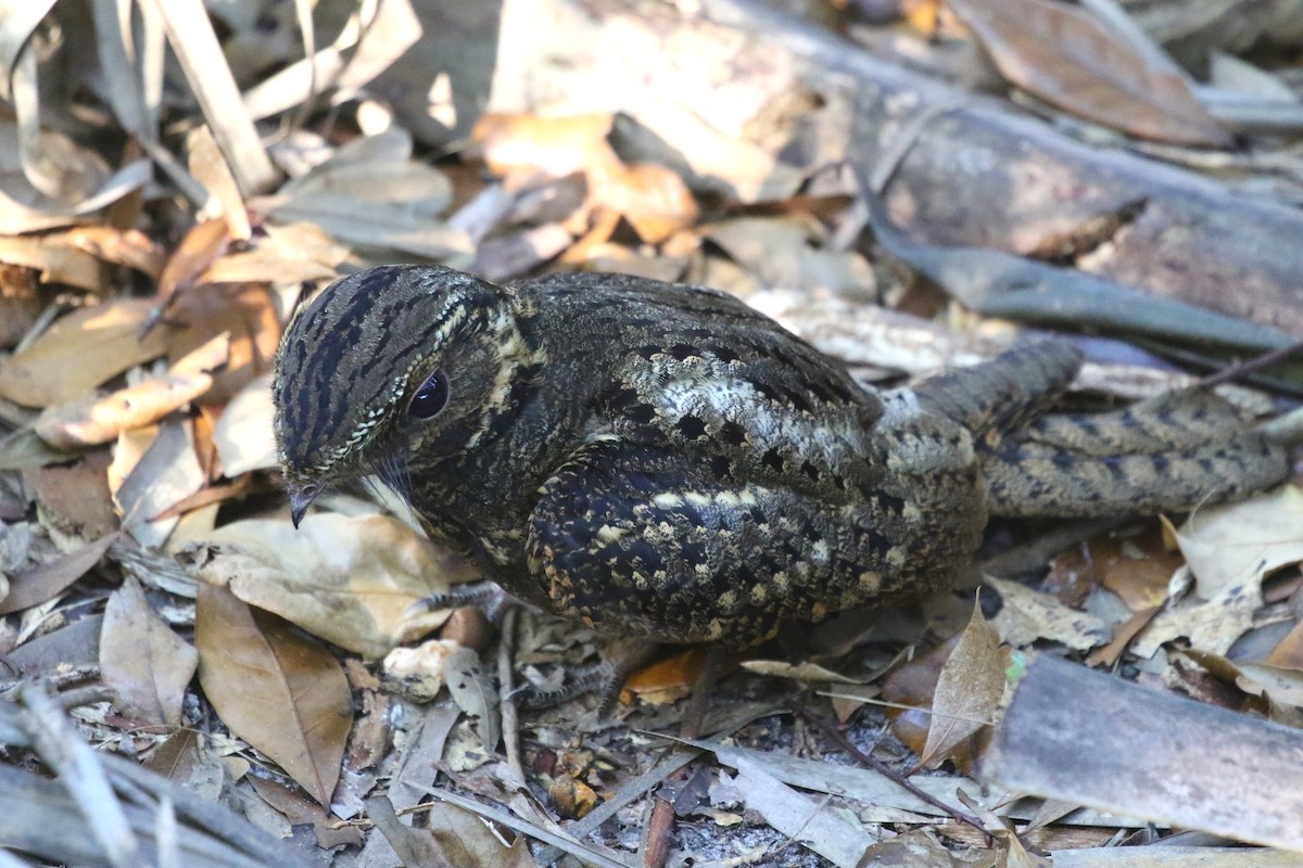 Chuck-will's-widow - ML628076924