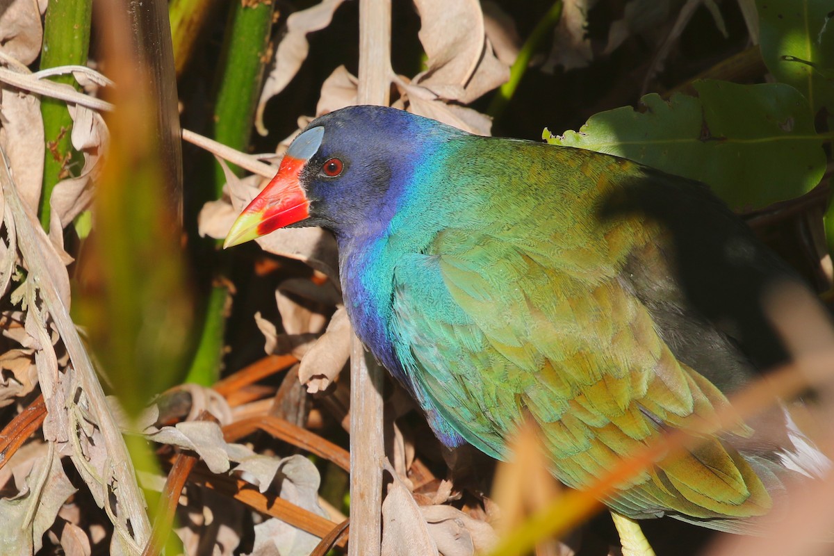 Pollo sultano della Martinica - ML628076934