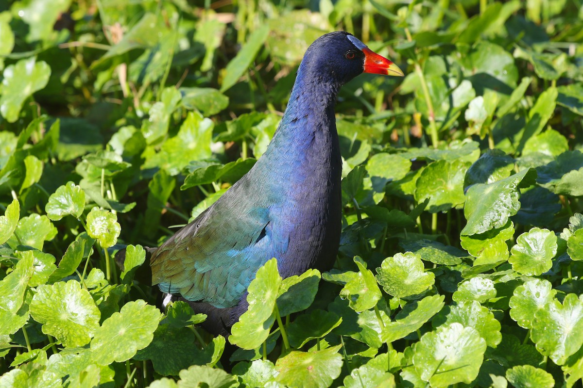 Pollo sultano della Martinica - ML628076940