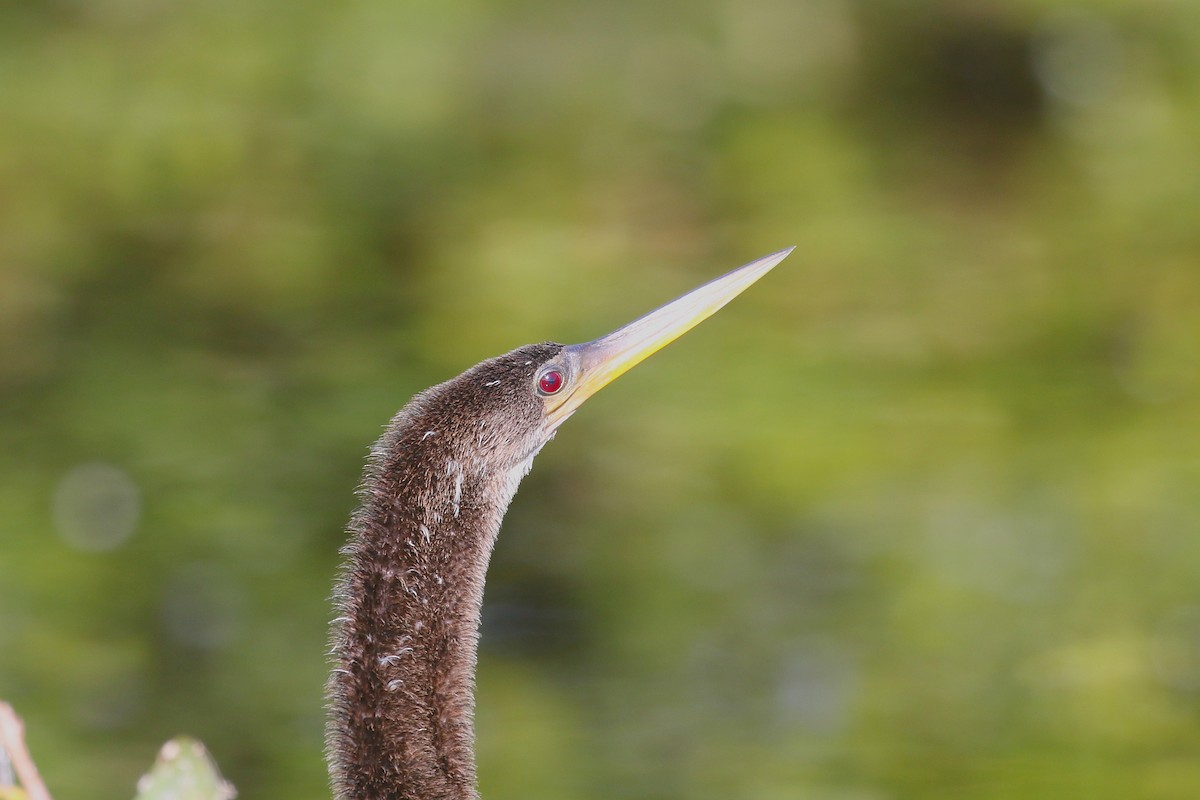 Anhinga - ML628076946