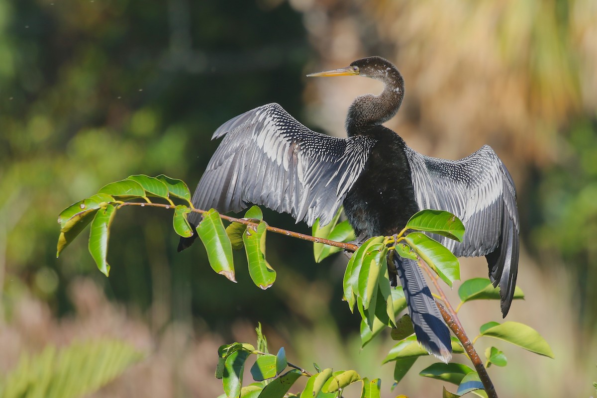 Anhinga - ML628076947
