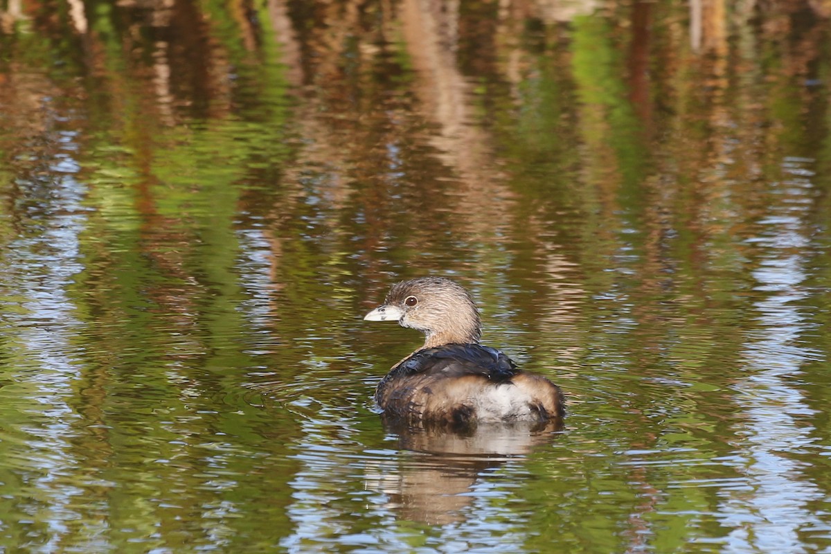 Pied-billed Grebe - ML628076949