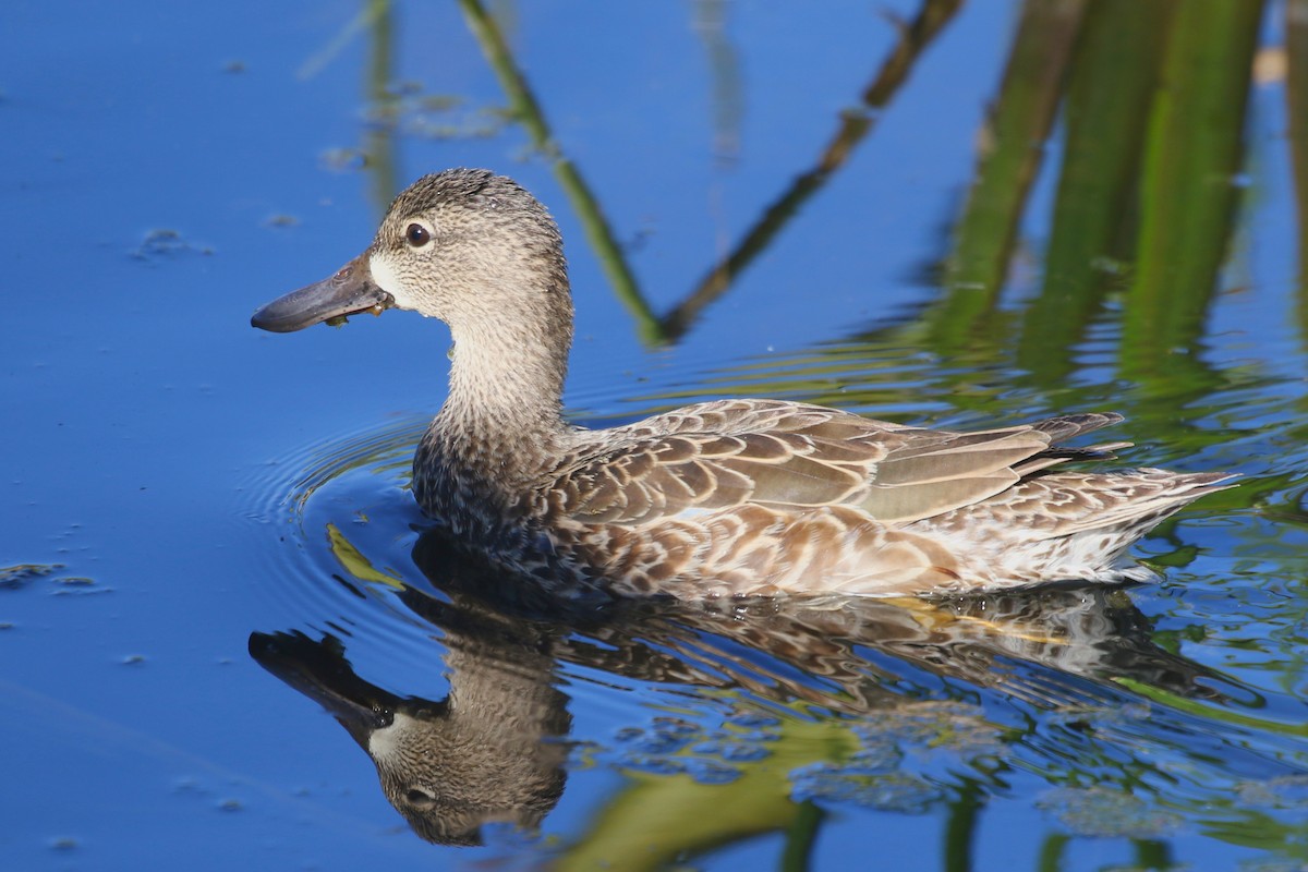 Marzaiola americana - ML628076956