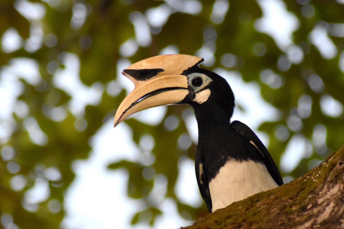 Oriental Pied-Hornbill - ML628076958