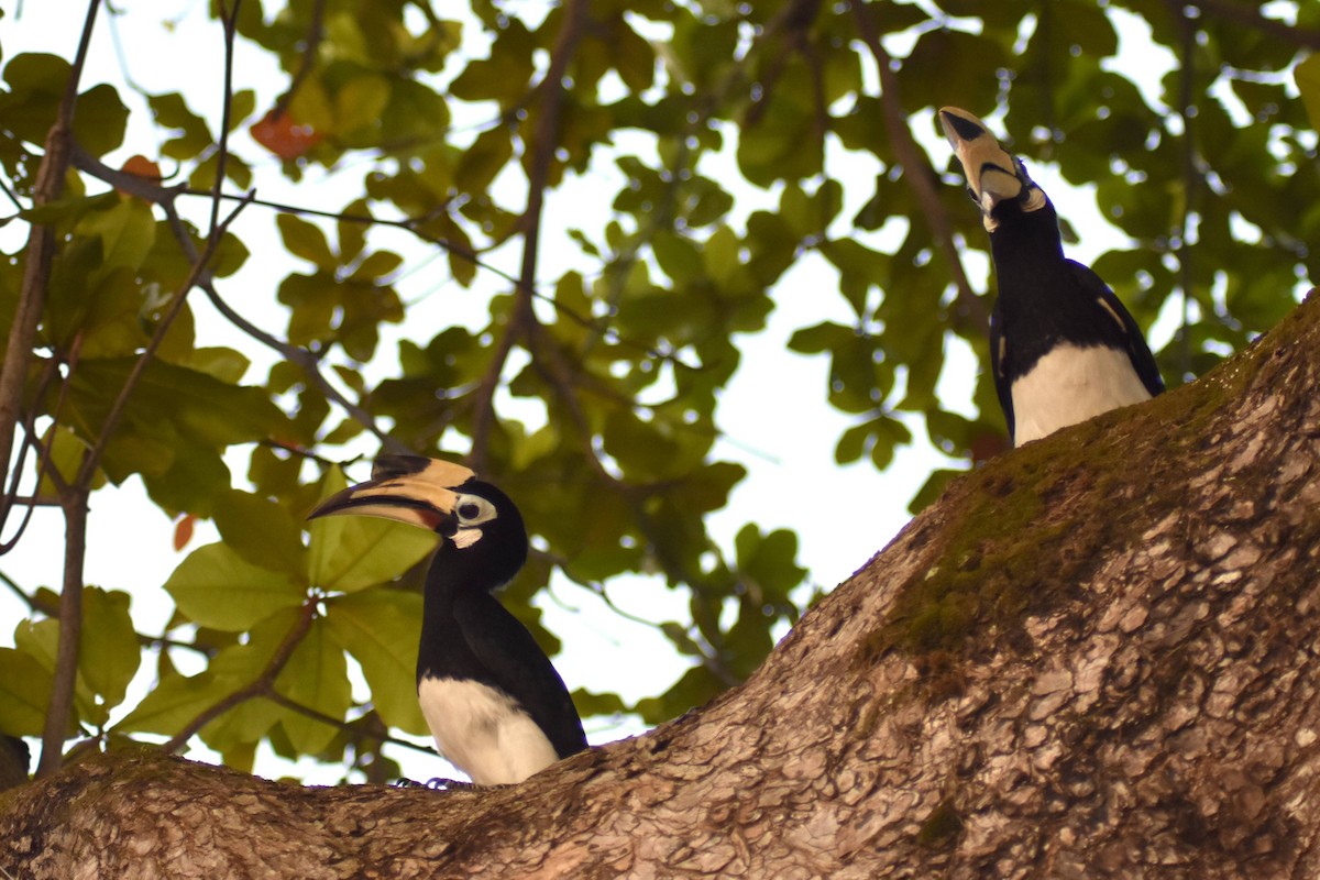 Oriental Pied-Hornbill - ML628076962