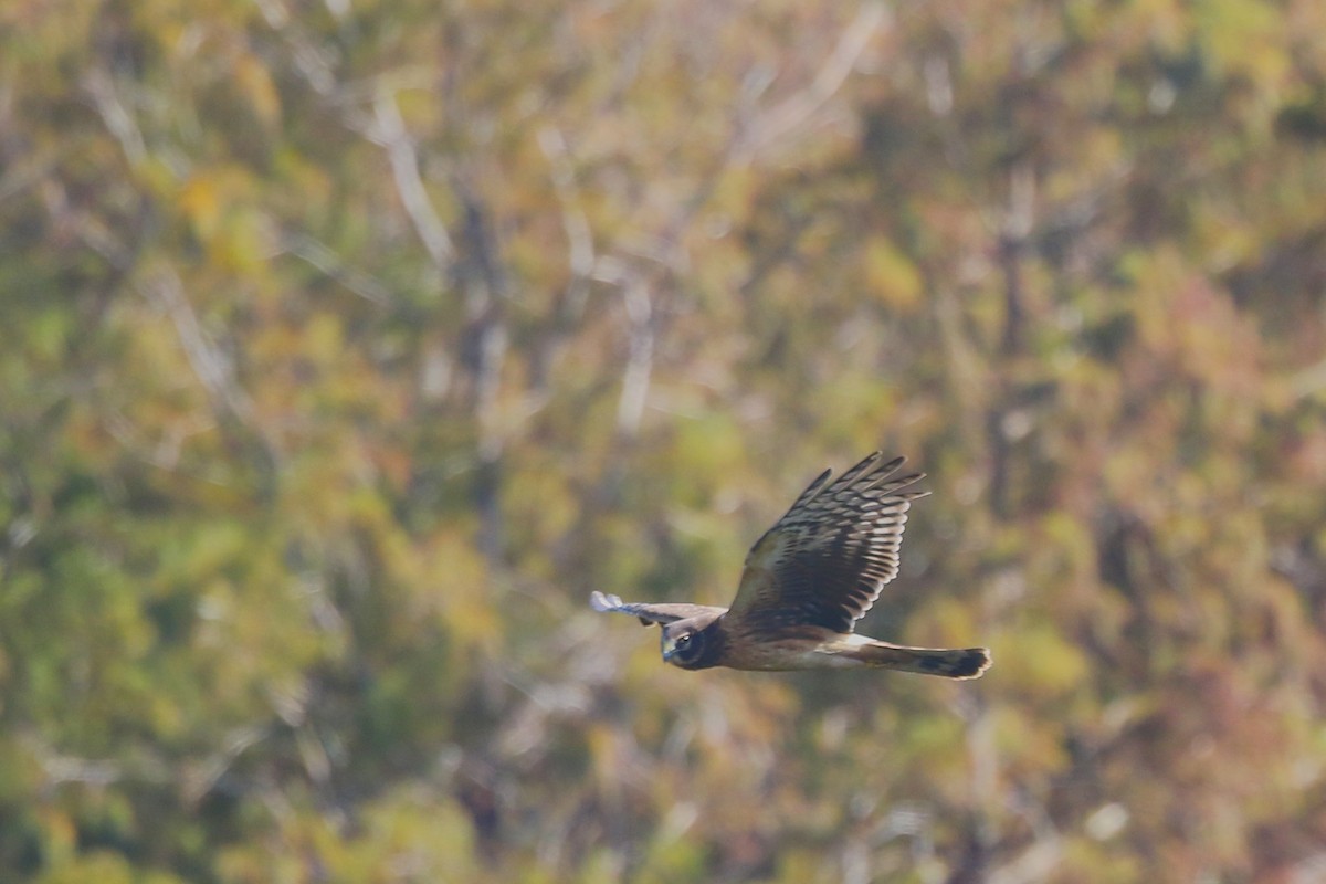 Northern Harrier - ML628076963