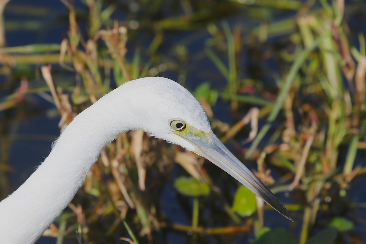 Little Blue Heron - ML628076975