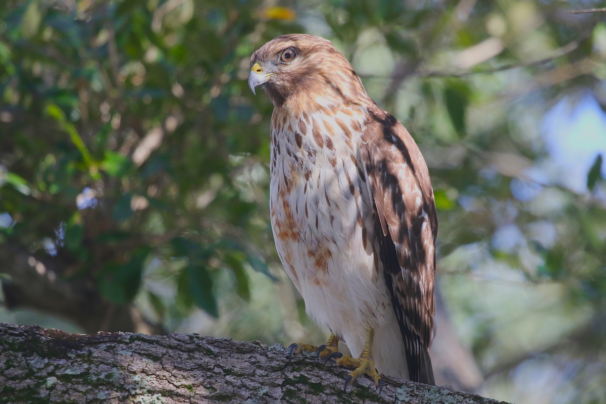 Red-shouldered Hawk - ML628076983