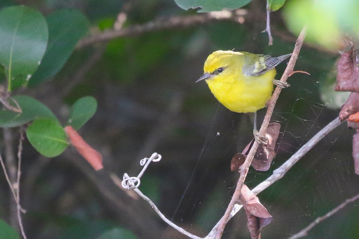Blue-winged Warbler - ML628077005