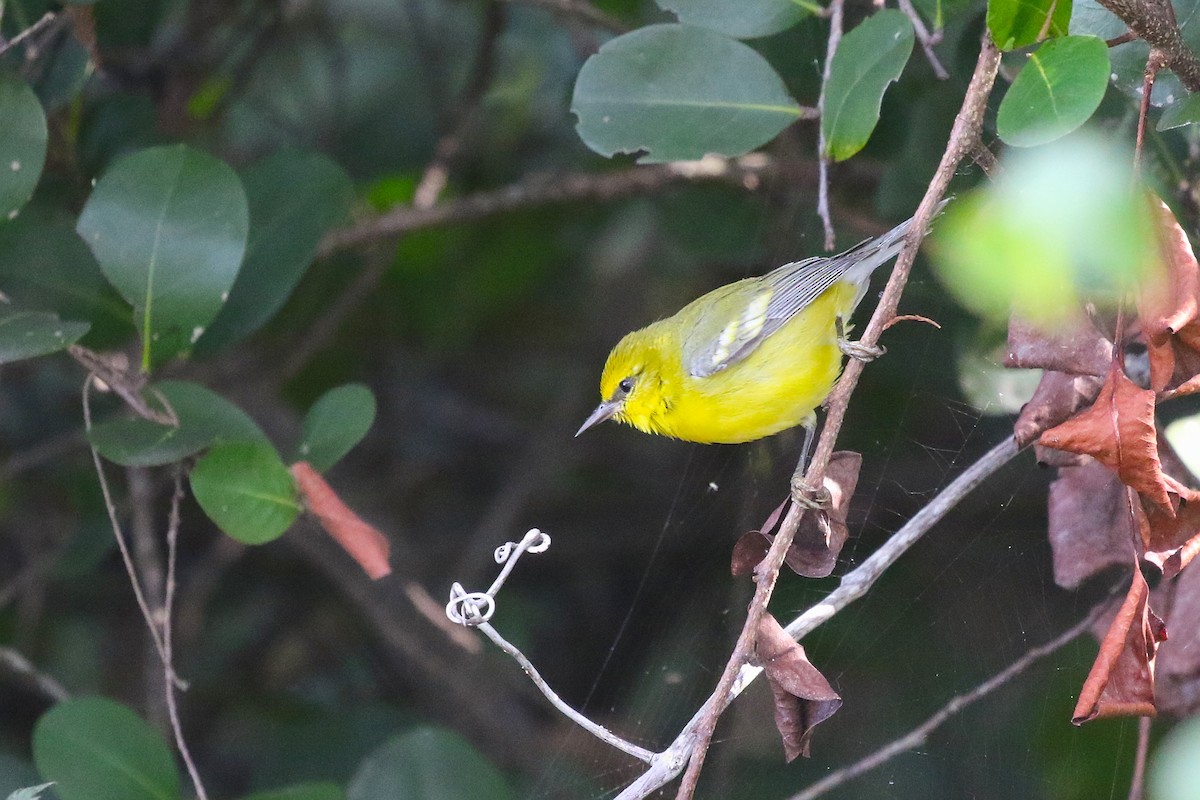 Blue-winged Warbler - ML628077006