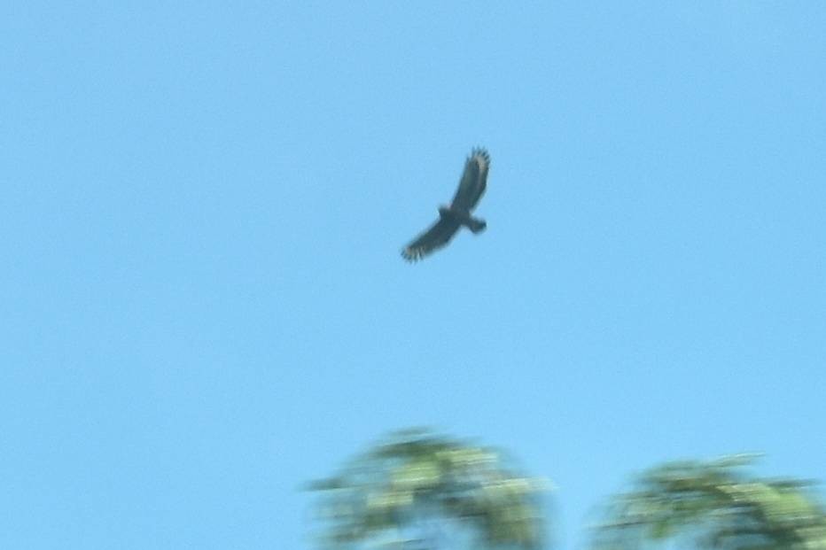 Crested Serpent-Eagle - ML628077042