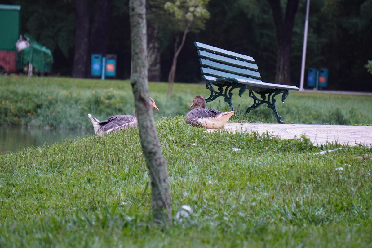 Graylag Goose (Domestic type) - ML628077100