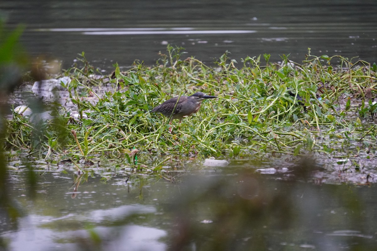 Striated Heron - ML628077115